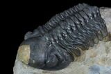 Detailed Reedops Trilobite - Atchana, Morocco #126314-4